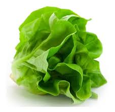 LECHUGA MANTECOSA